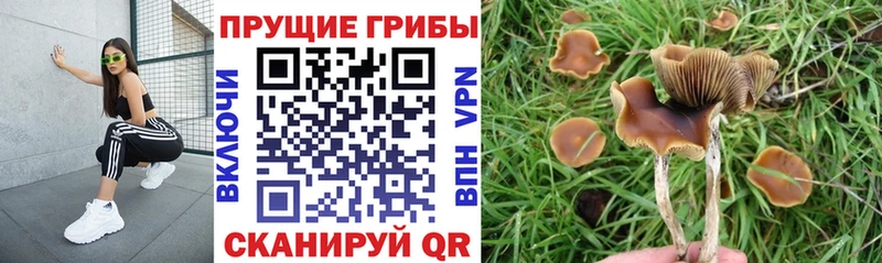 где купить наркотик  Гремячинск  blacksprut ONION  Псилоцибиновые грибы мухоморы 